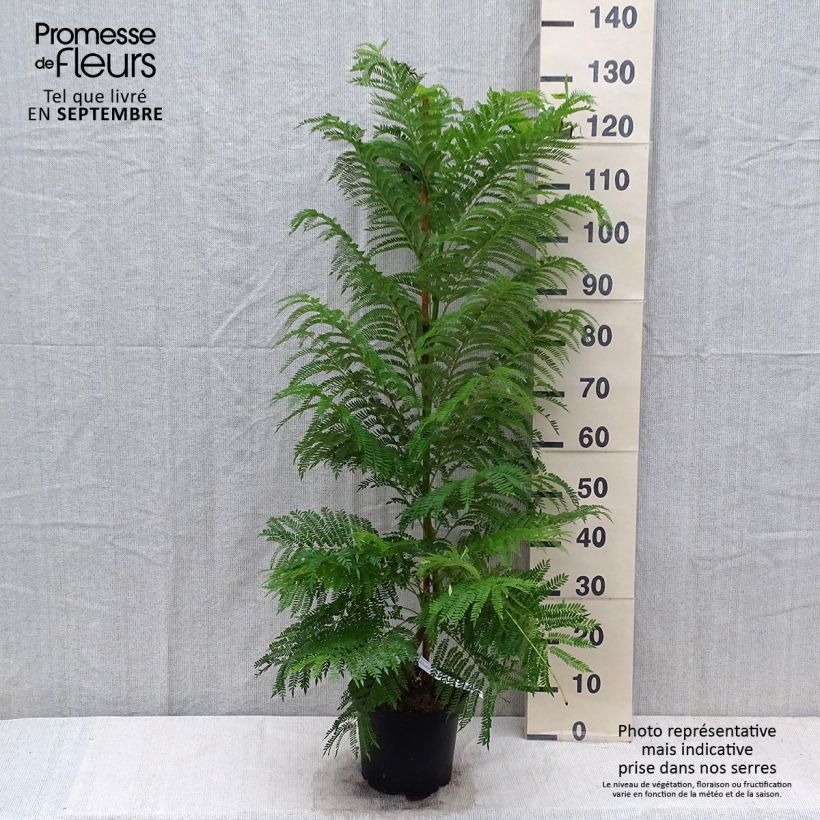 Amostra de Jacarandá mimosifolia Vaso de 4 L/5 L tal como entregue no outono