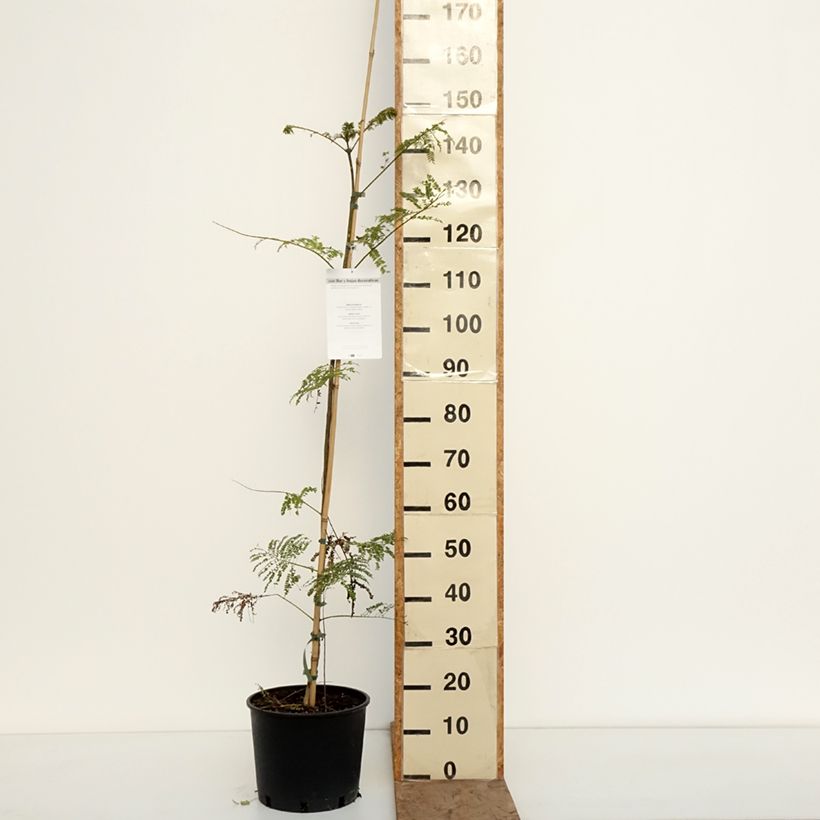 Amostra de Jacarandá mimosifolia Vaso de 7,5 L/10 L tal como entregue no inverno