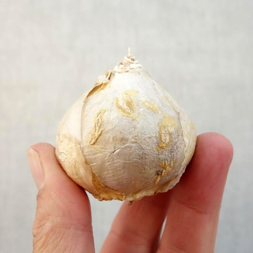 Amostra de Jacinthe Aiolos blanche préparée pour le forçage Bulbo size 17+ tal como entregue no outono