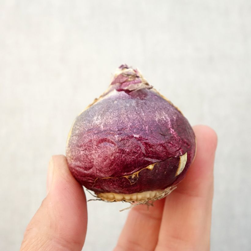 Amostra de Jacinto Atlantic Bulbo Calibre 18/19 tal como entregue no outono