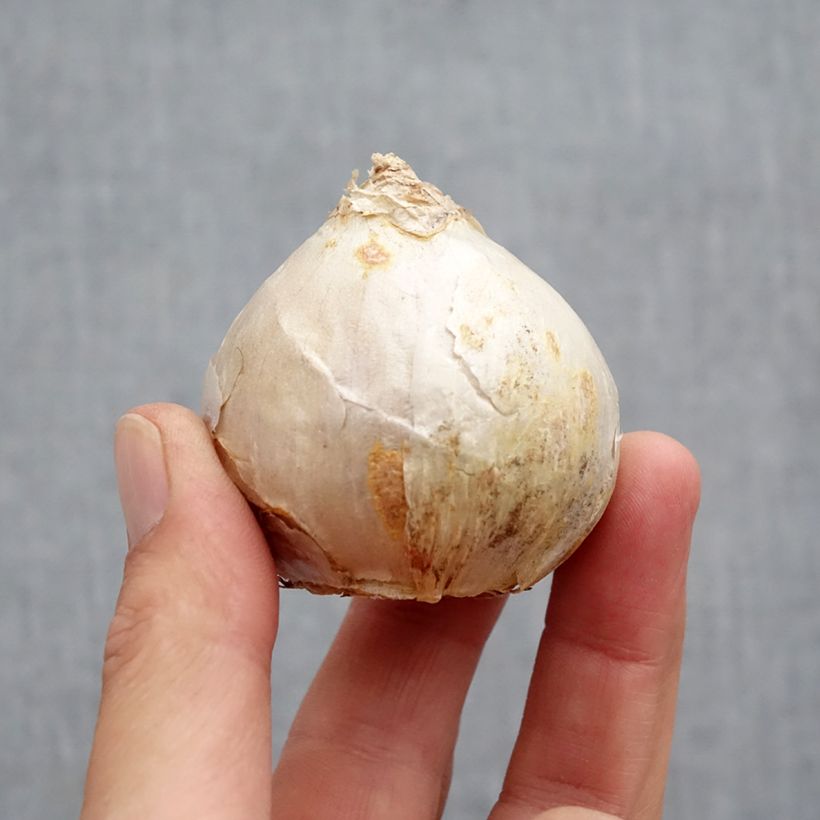 Amostra de Jacinthe Carnegie Bulbo size 18+ tal como entregue no outono