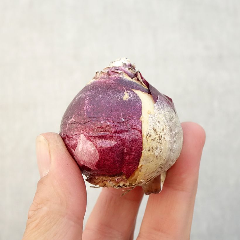 Amostra de Jacinthe China Pink Bulbe Kaliber/Größe 18+ tal como entregue no outono