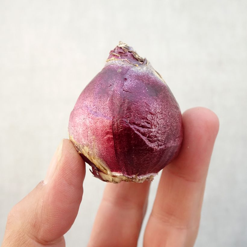 Amostra de Jacinthe City of Bradford Bulbo size 15/16 tal como entregue no outono