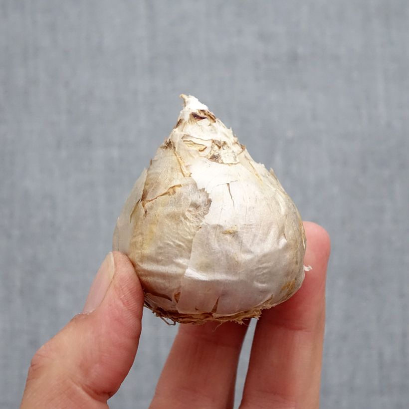 Amostra de Jacinthe City of Harleem Bulbo size 17+ tal como entregue no outono