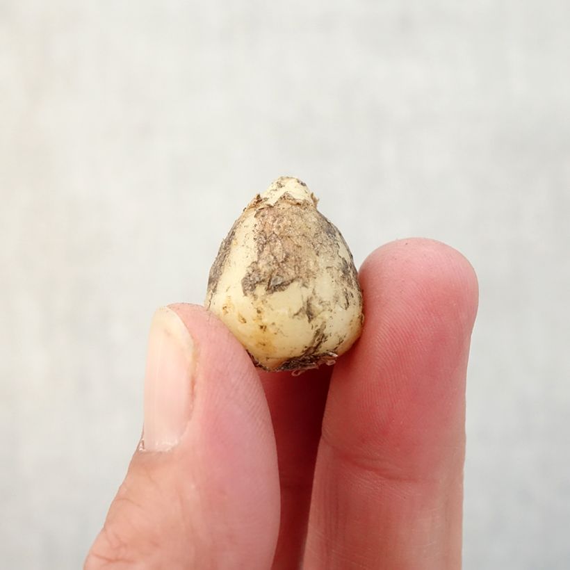 Amostra de Jacinthe d'Espagne blanche - Hyacinthoides hispanica Alba  Bulbo size 8+ tal como entregue no outono