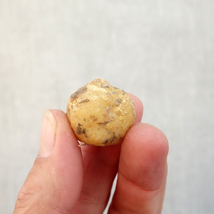 Amostra de Jacinthe d'Espagne - Hyacinthoides hispanica Bulbo size 8+ tal como entregue no outono