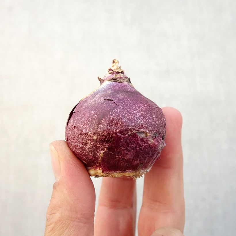 Amostra de Jacinthe Dark Dimension Bulbo size 14/15 tal como entregue no outono