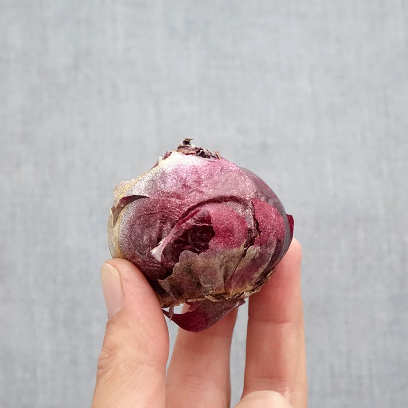 Amostra de Jacinto Delft Blue Bulbo Calibre 19+ tal como entregue no outono