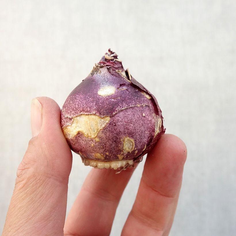 Amostra de Jacinto Crystal Palace Bulbo Calibre 14/15 tal como entregue no outono