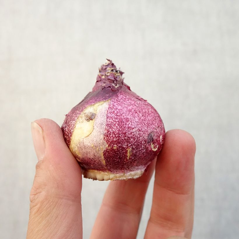 Amostra de Jacinto Hollyhock Bulbo Calibre 15+ tal como entregue no outono