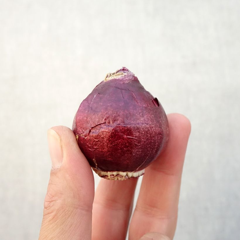 Amostra de Jacinthe double Madame Sophie Bulbo size 15/16 tal como entregue no outono