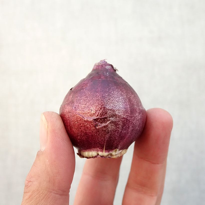 Amostra de Jacinthe double Red Diamond Bulbe Kaliber/Größe 15/16 tal como entregue no outono