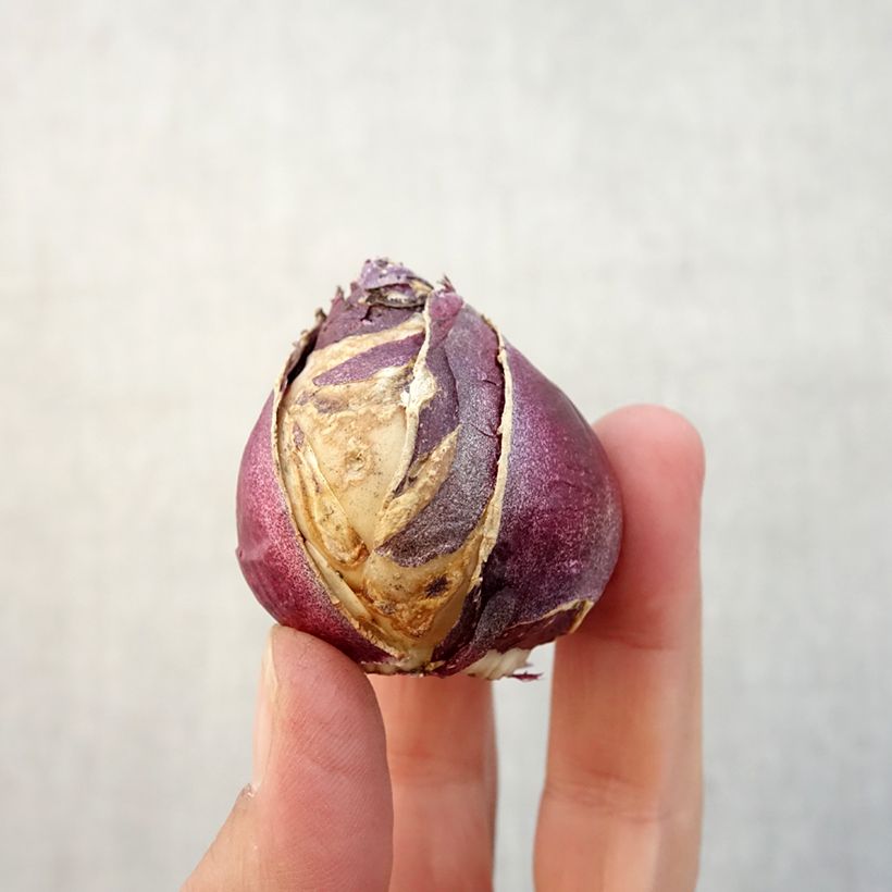 Amostra de Jacinto Rosette Bulbo Calibre 15/16 tal como entregue no outono