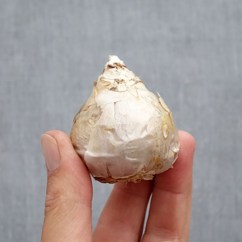 Amostra de Jacinthe Double Top White Bulbe Kaliber/Größe 18 tal como entregue no outono