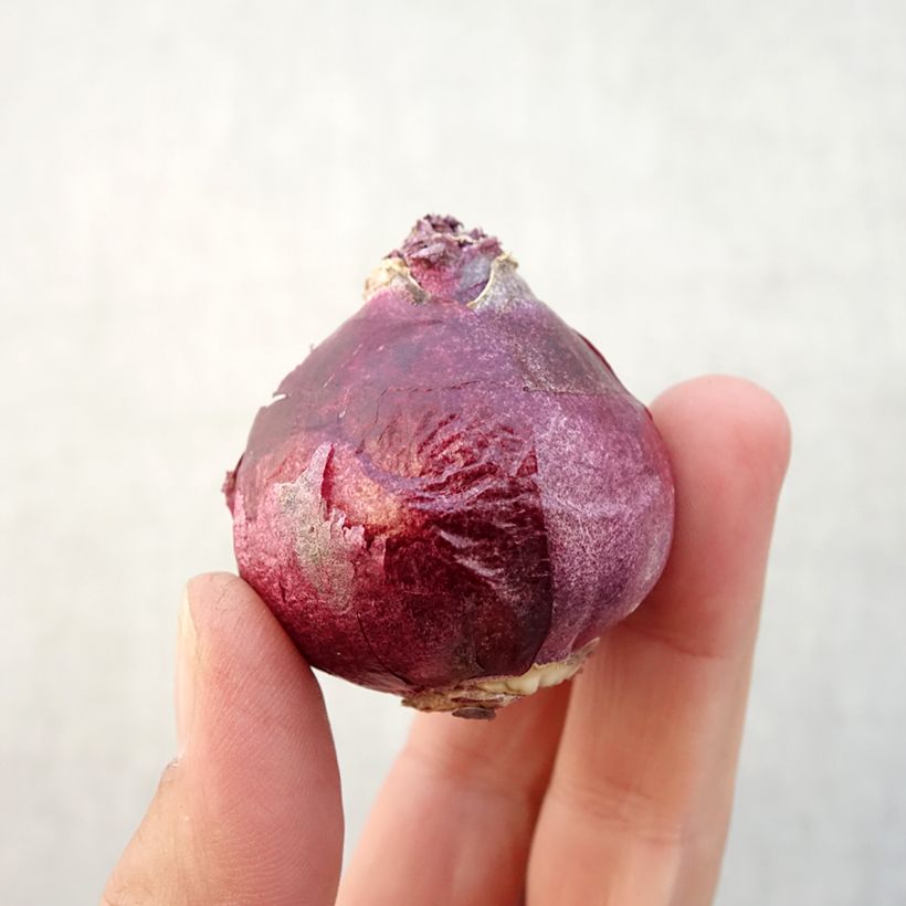 Amostra de Jacinthe double Twin Pearl Bulbe Kaliber/Größe 15+ tal como entregue no outono