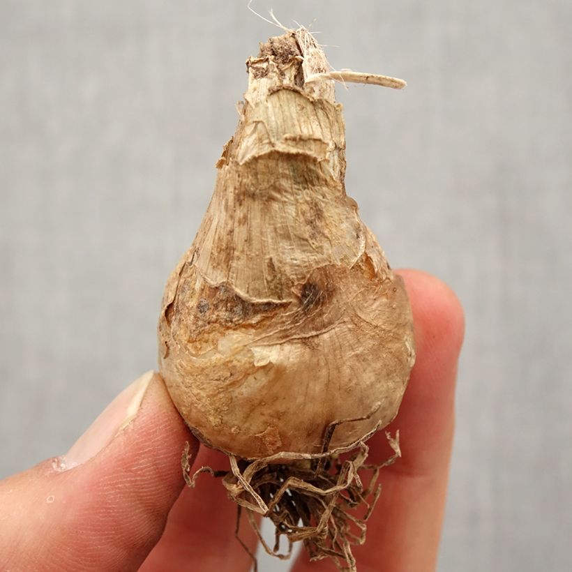 Amostra de Jacinthe du Cap - Galtonia candicans Bulbe Kaliber/Größe 16/18 tal como entregue na primavera