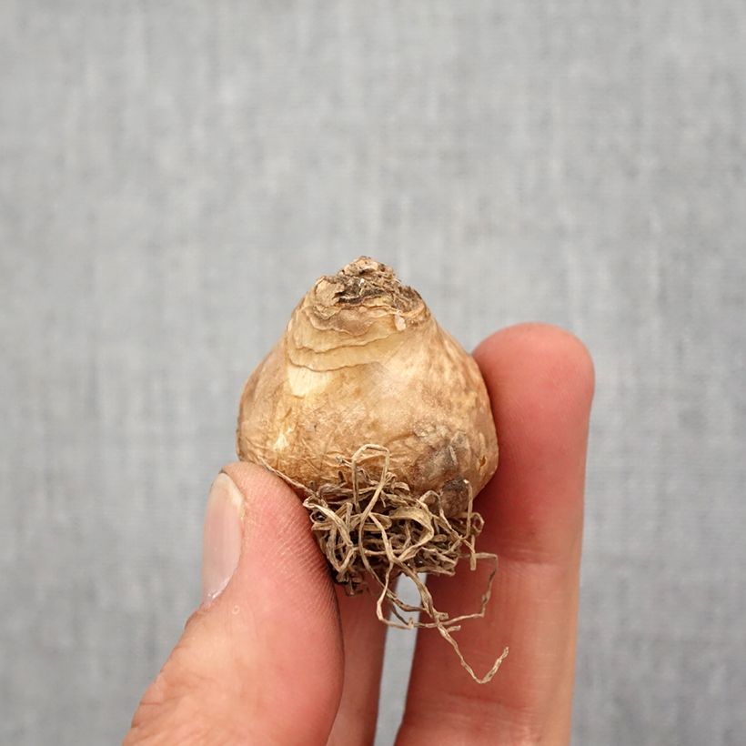 Amostra de Jacinthe du Cap - Galtonia viridiflora Bulbo size 14 tal como entregue na primavera