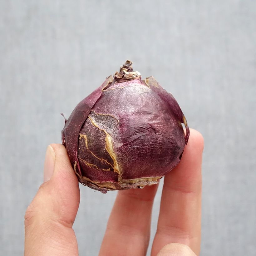 Amostra de Jacinthe Fondant Bulbo size 19+ tal como entregue no outono