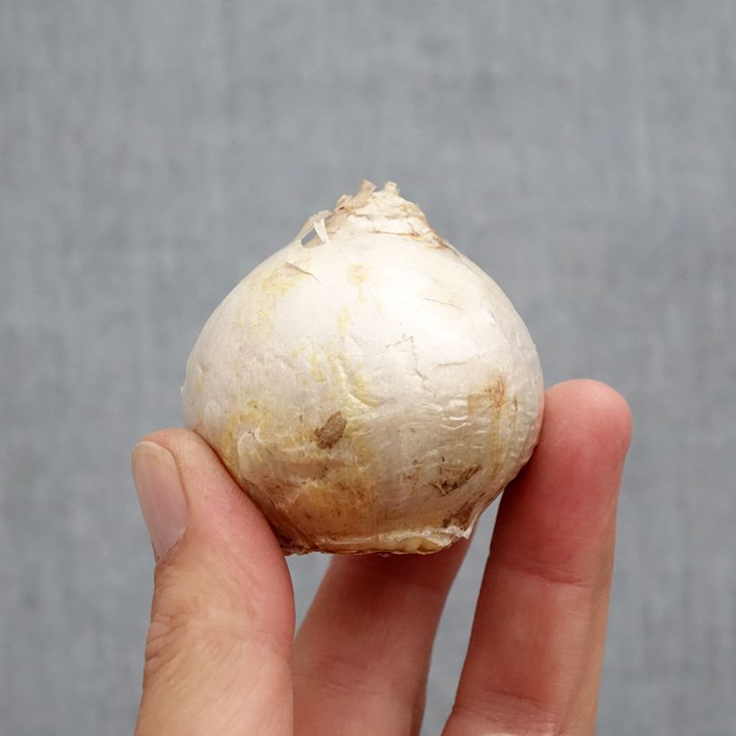 Amostra de Jacinthe Gipsy Princess Bulbo size 18+ tal como entregue no outono