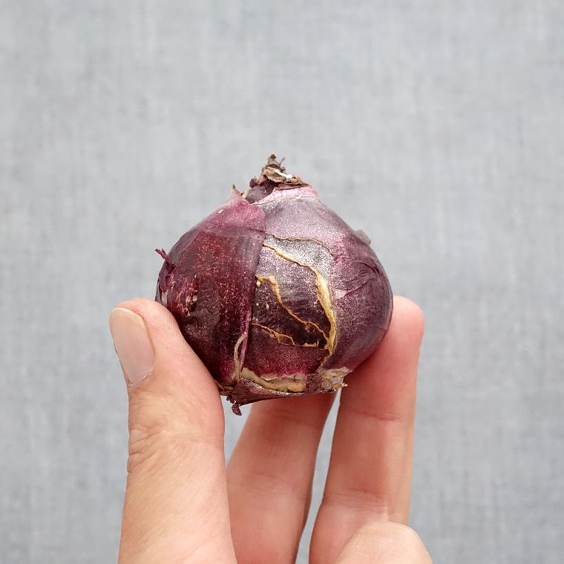 Amostra de Jacinthe Jan Bos Bulbo size 19+ tal como entregue no outono