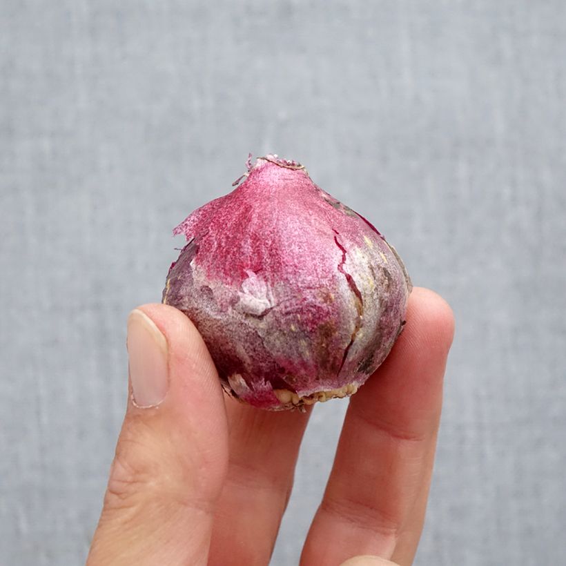 Amostra de Jacinto Midnight Sky Bulbo Calibre 14/15 tal como entregue no outono