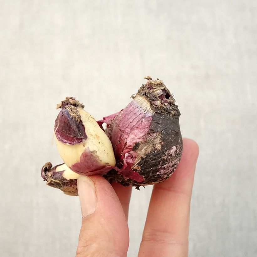 Amostra de Jacinthe multiflore Rose Bulbo size I tal como entregue no outono