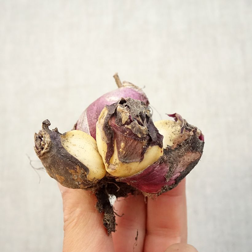 Amostra de Jacinthe multiflore Rouge Bulbe Kaliber/Größe I tal como entregue no outono