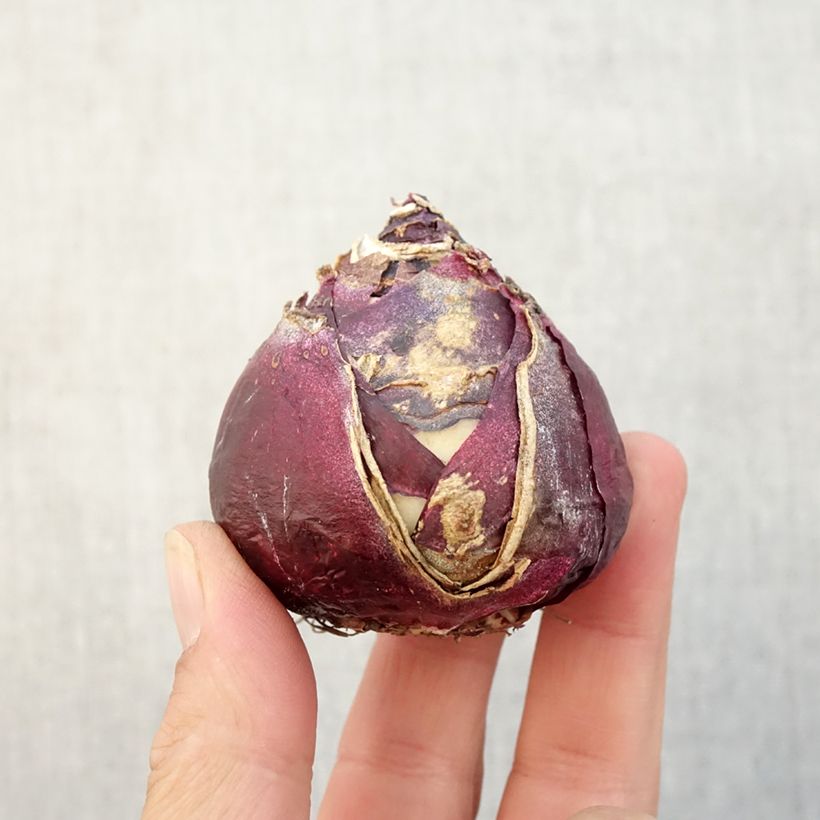 Amostra de Jacinthe Pink Pearl Bulbo size 17+ tal como entregue no outono