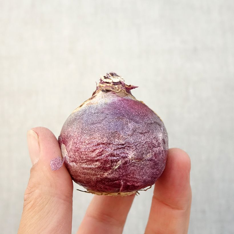 Amostra de Jacinthe Rembrandt Bulbo size 18/19 tal como entregue no outono