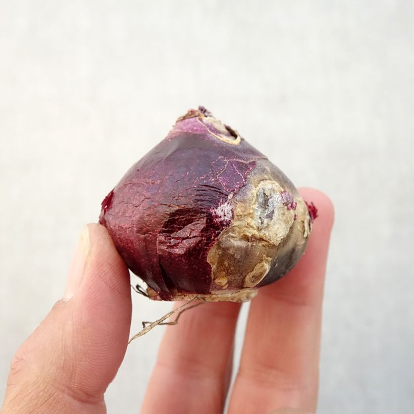 Amostra de Jacinthe Sweet Invitation Bulbo size 16/17 tal como entregue no outono