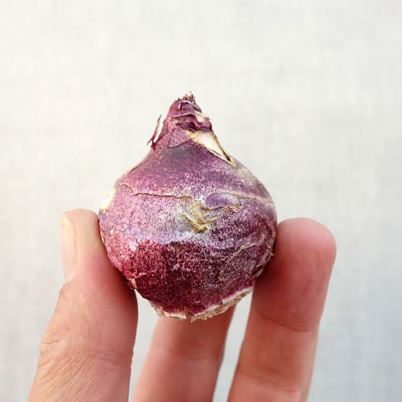 Amostra de Jacinto Woodstock Bulbo Calibre 18+ tal como entregue no outono