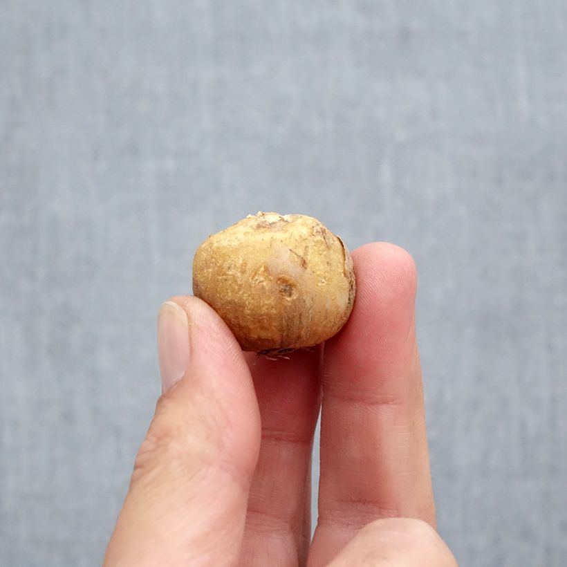 Amostra de Jacinthes d'Espagne en mélange - Hyacinthoides hispanica  Bulbe Kaliber/Größe 10+ tal como entregue no outono