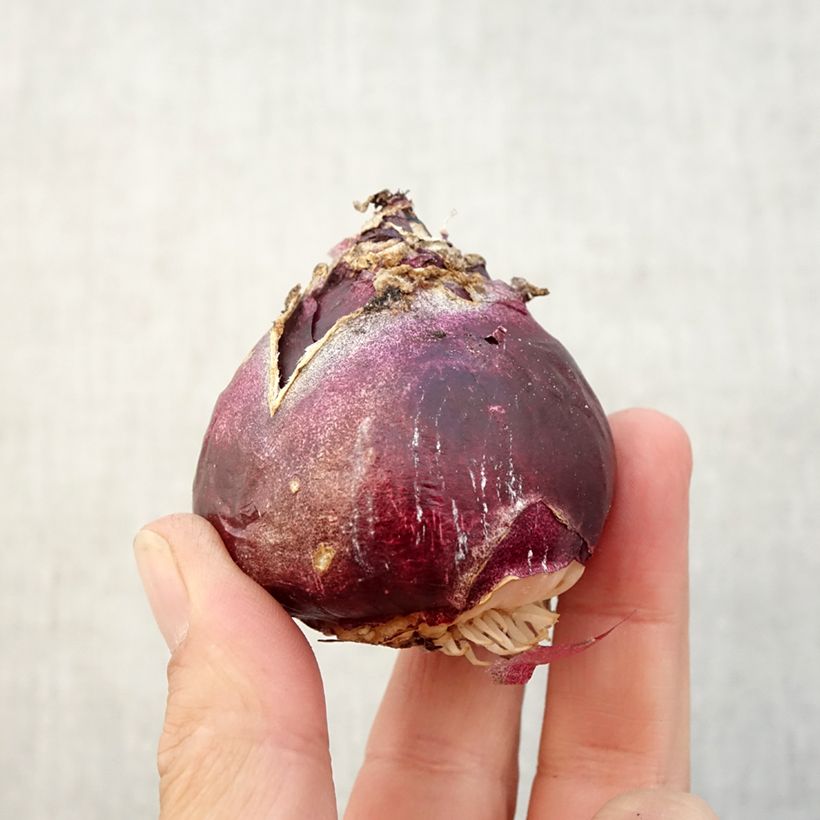 Amostra de Jacinthes simples en mélange Bulbe Kaliber/Größe 17+ tal como entregue no outono