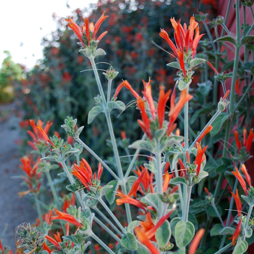 Dicliptera squarrosa (Floração)