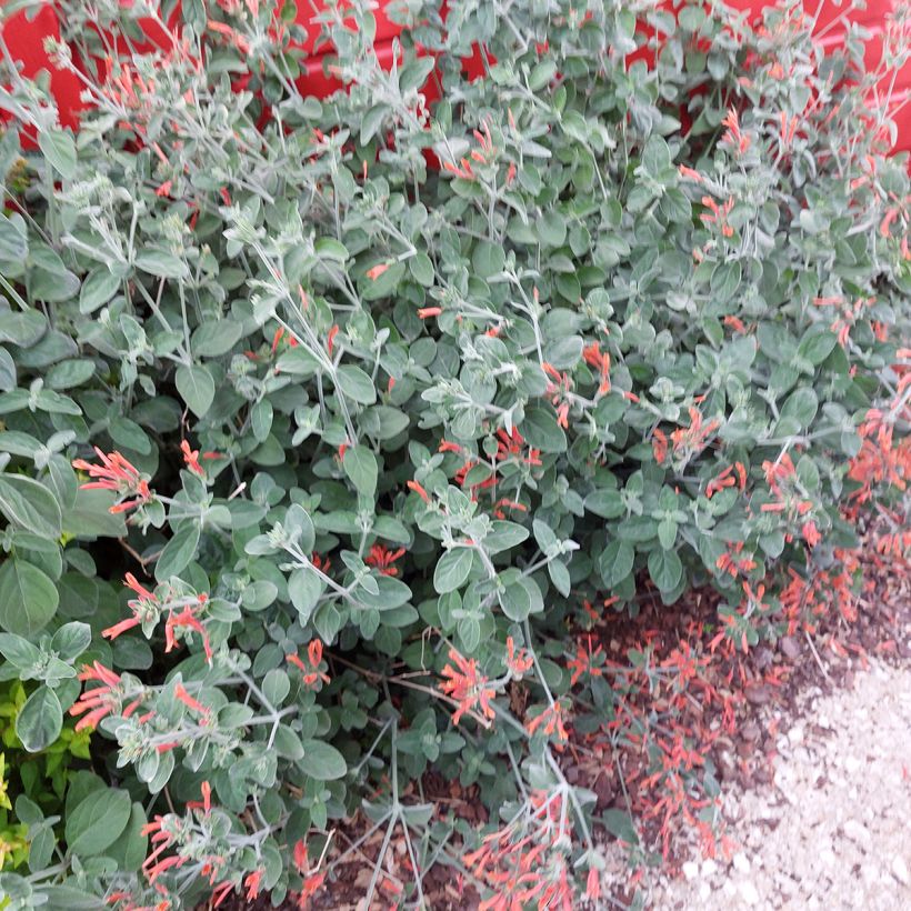 Dicliptera squarrosa (Hábito)