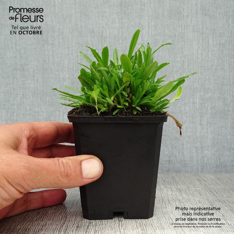 Amostra de Jasione laevis Blaulicht Vaso de 8/9 cm tal como entregue no outono