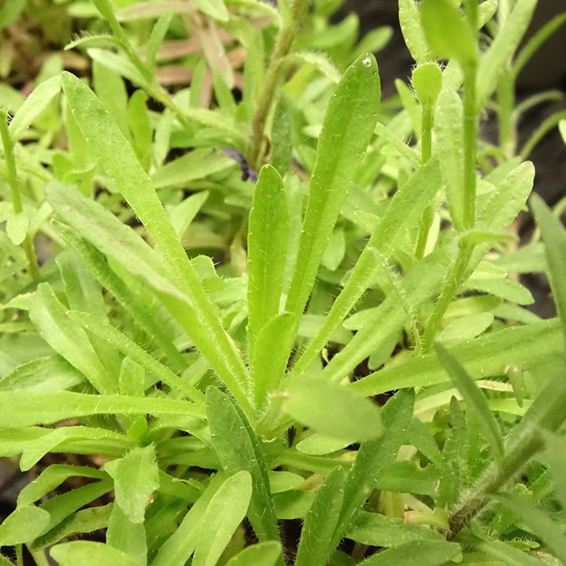 Jasione laevis Blaulicht (Folhagem)