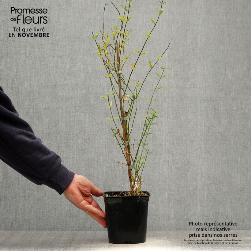 Amostra de Jasminum beesianum Vaso de 2 L/3 L tal como entregue no outono