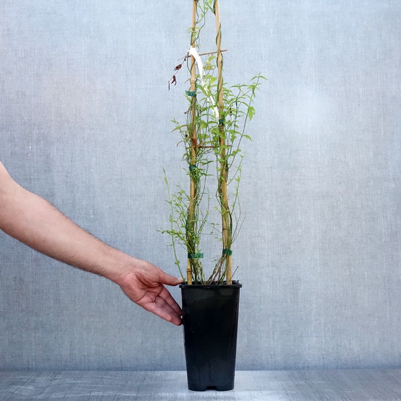 Amostra de Jasminum beesianum Vaso de 2 L/3 L tal como entregue no verão