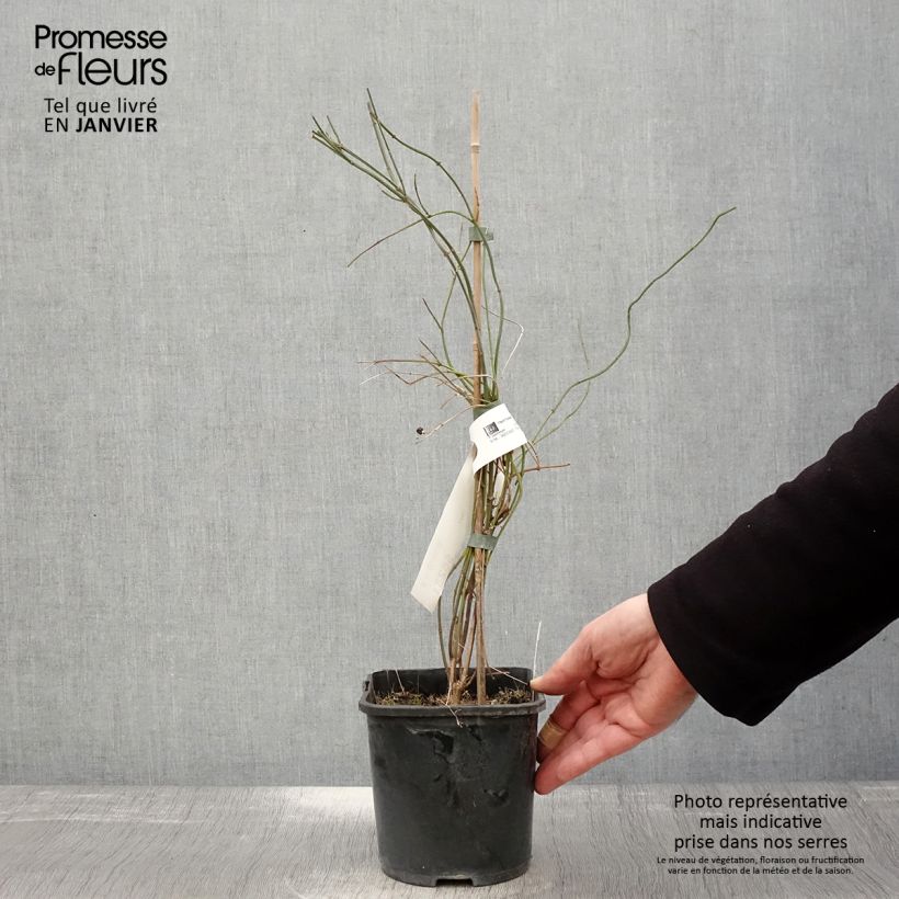 Amostra de Jasmin beesianum Vaso de 2 L/3 L tal como entregue no inverno