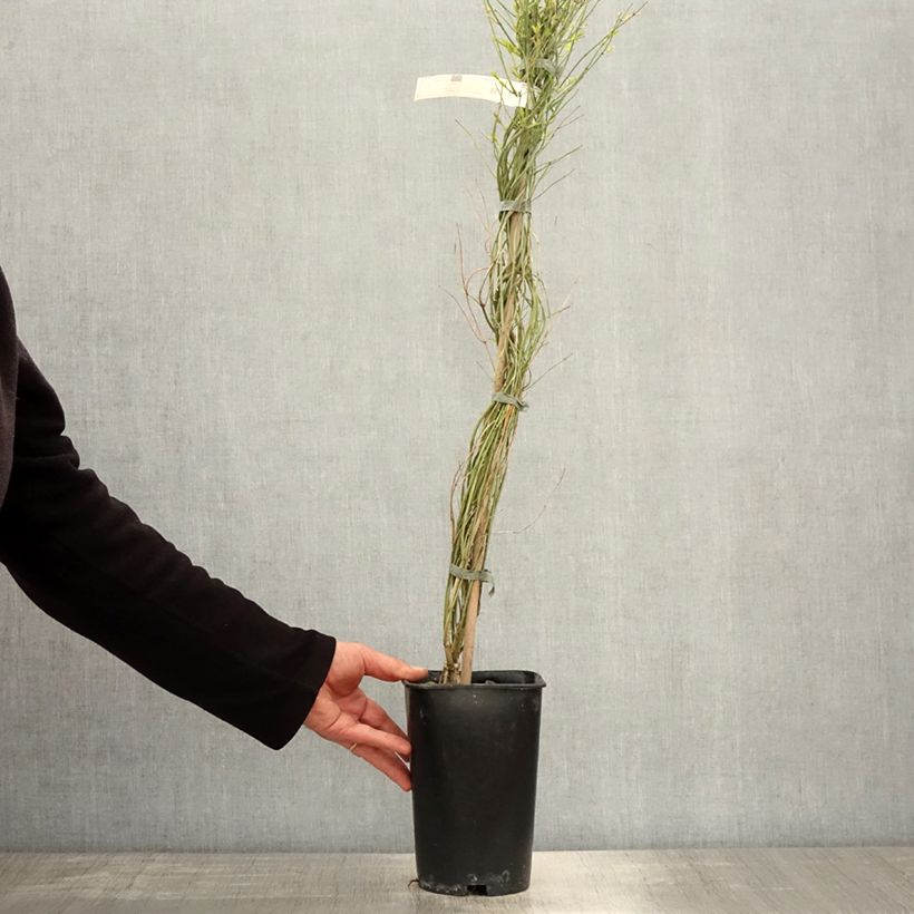 Amostra de Jasminum beesianum Vaso de 2 L/3 L tal como entregue na primavera