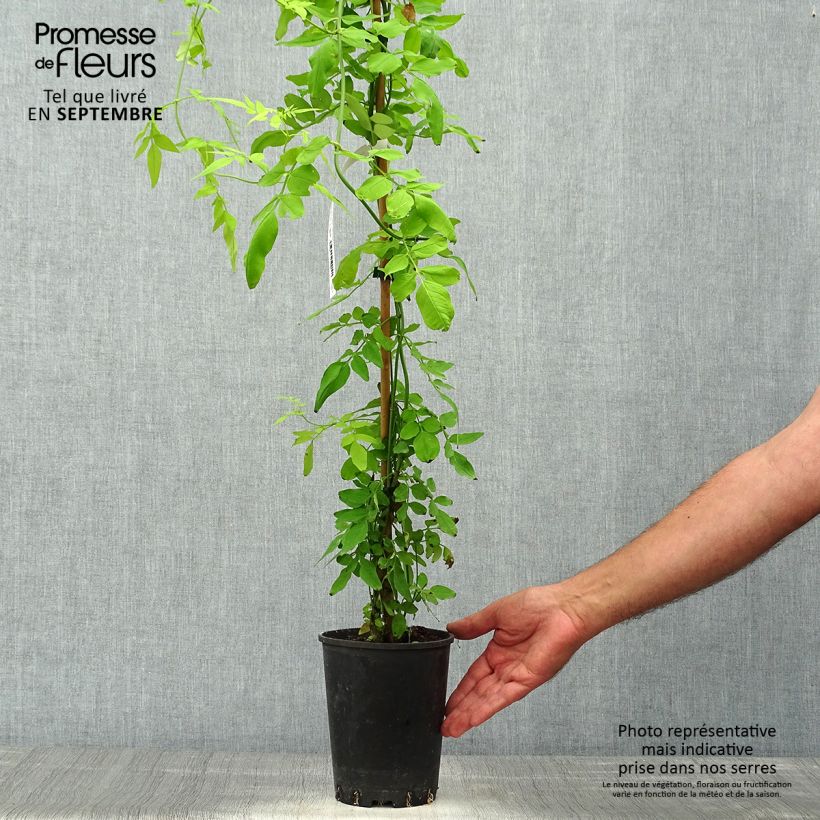 Amostra de Jasminum officinalis Aureum Vaso de 2 L/3 L tal como entregue no outono