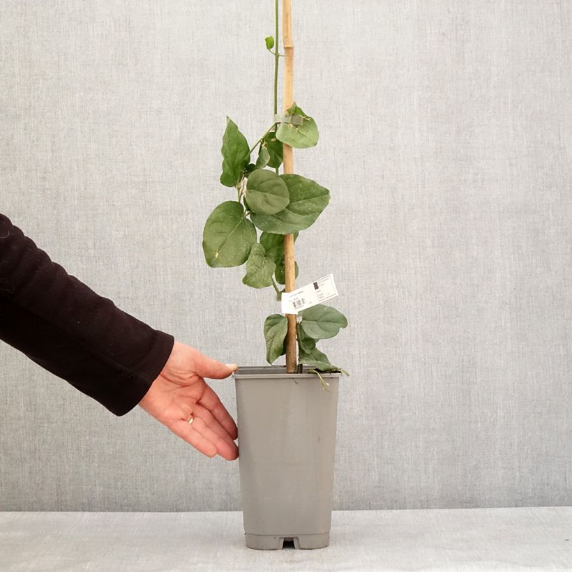 Amostra de Jasmin d'Arabie - Jasminum sambac Vaso de 2 L/3 L tal como entregue no inverno