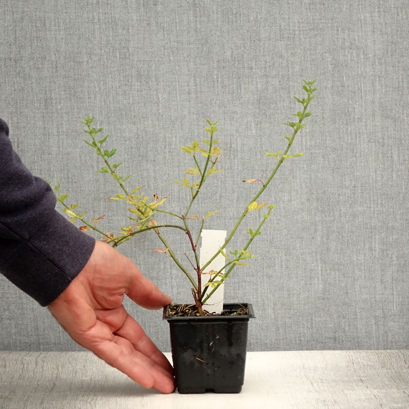 Amostra de Jasminum nudiflorum Vaso de 8/9 cm tal como entregue no verão