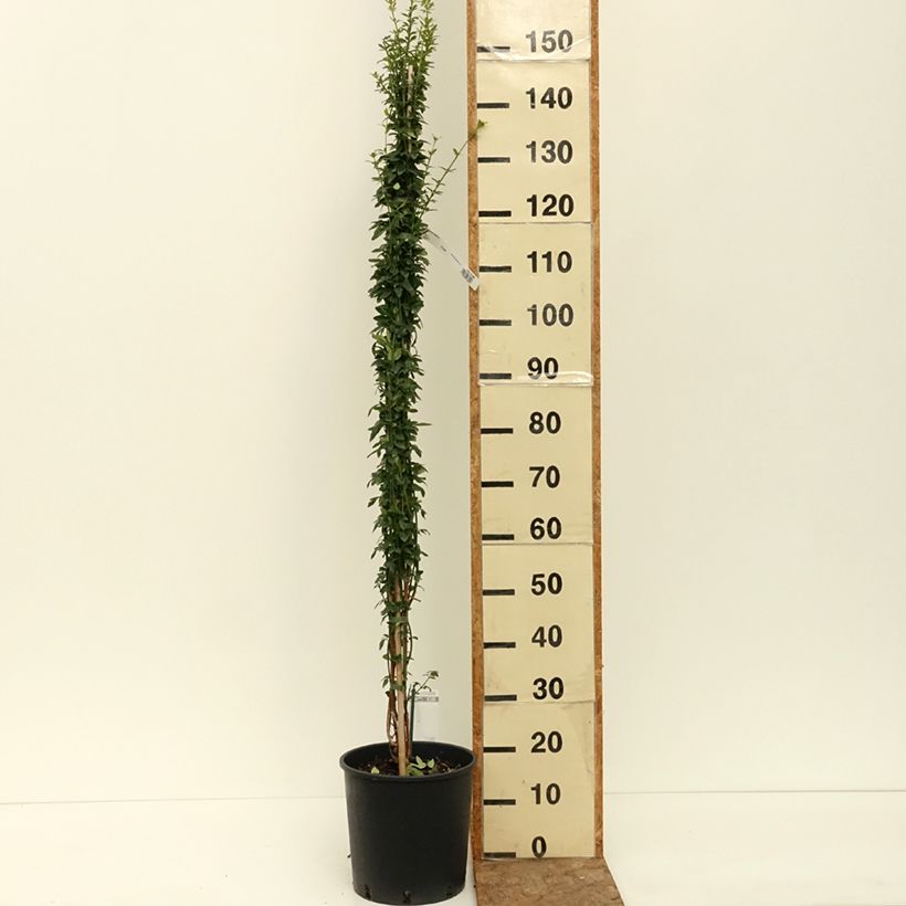 Amostra de Jasminum nudiflorum Vaso de 2 L/3 L tal como entregue no verão