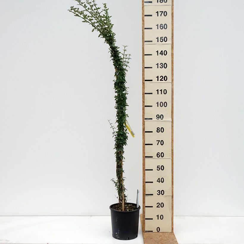 Amostra de Jasminum nudiflorum Vaso de 7,5 L/10 L tal como entregue no outono