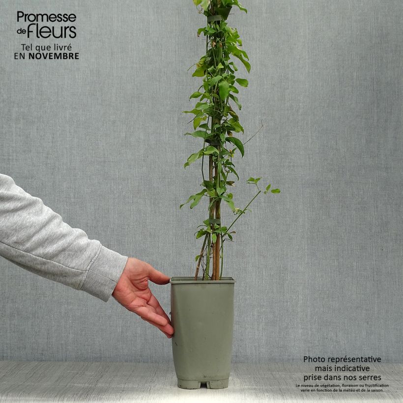 Amostra de Jasminum azoricum Vaso de 2 L/3 L tal como entregue no outono