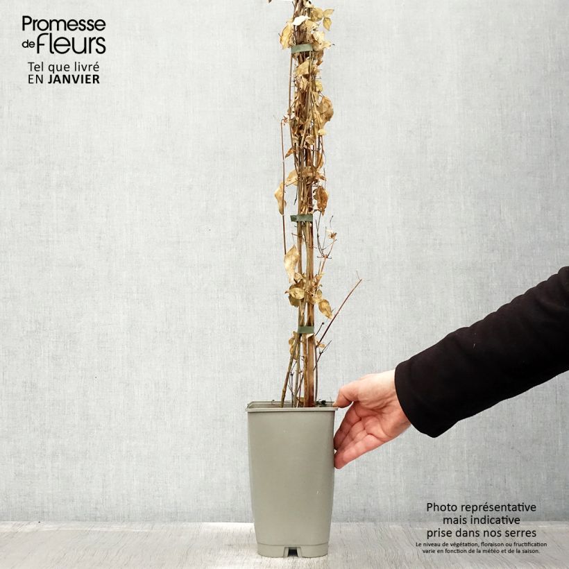 Amostra de Jasminum azoricum Vaso de 2 L/3 L tal como entregue no inverno