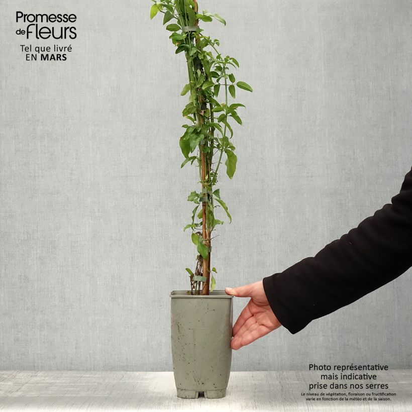 Amostra de Jasminum azoricum Vaso de 2 L/3 L tal como entregue na primavera