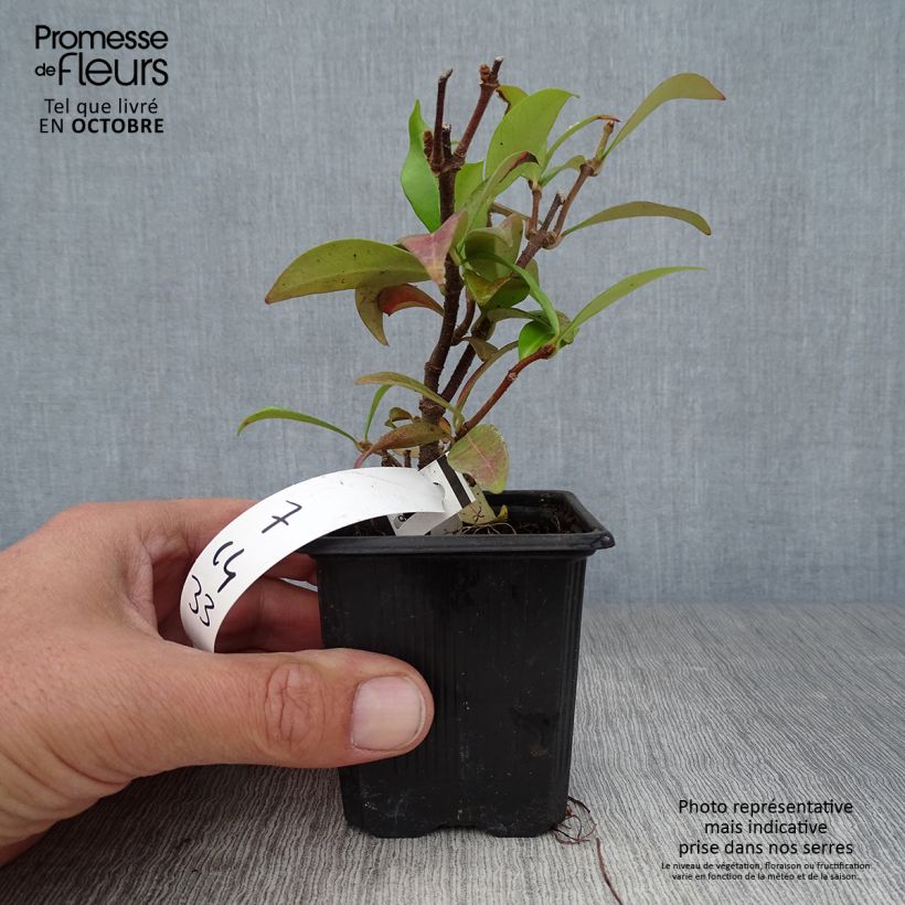 Amostra de Trachelospermum jasminoides - Jasmim de leite Vaso de 8/9 cm tal como entregue no outono